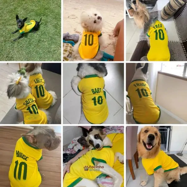 roupa para cachorro personalizada brasil com nomes thor luna max e mel